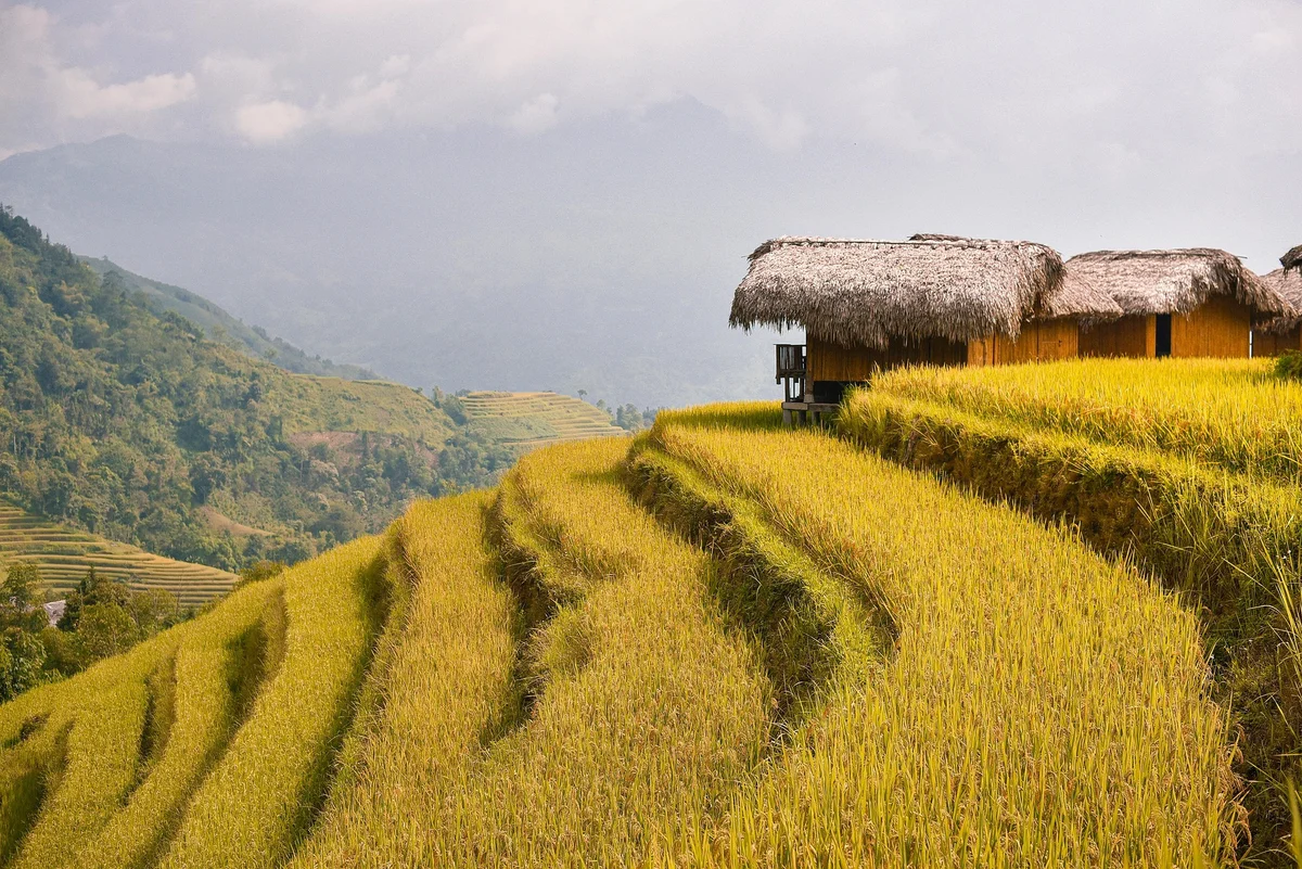Lush green terraced rice fields slope down a hillside with a thatched hut on the right. Misty mountains and cloudy sky create a serene mood.