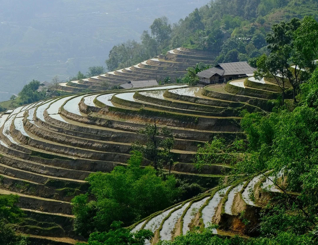 Flooded rice terraces in Sapa