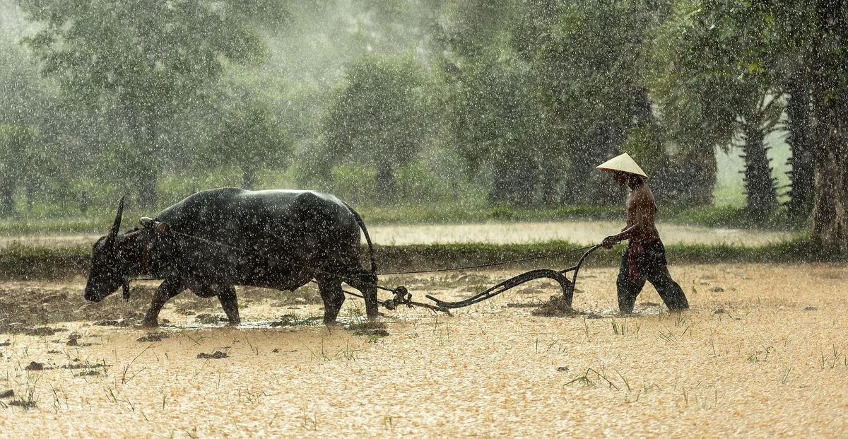 Man and buffalo plough rice in Sapa