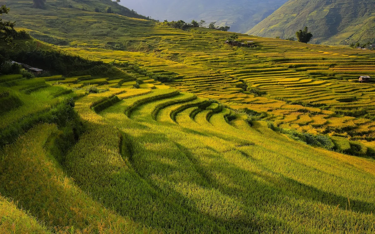 Lush green and yellow terraced rice fields stretch across rolling hills under a clear blue sky, creating a serene and vibrant landscape.