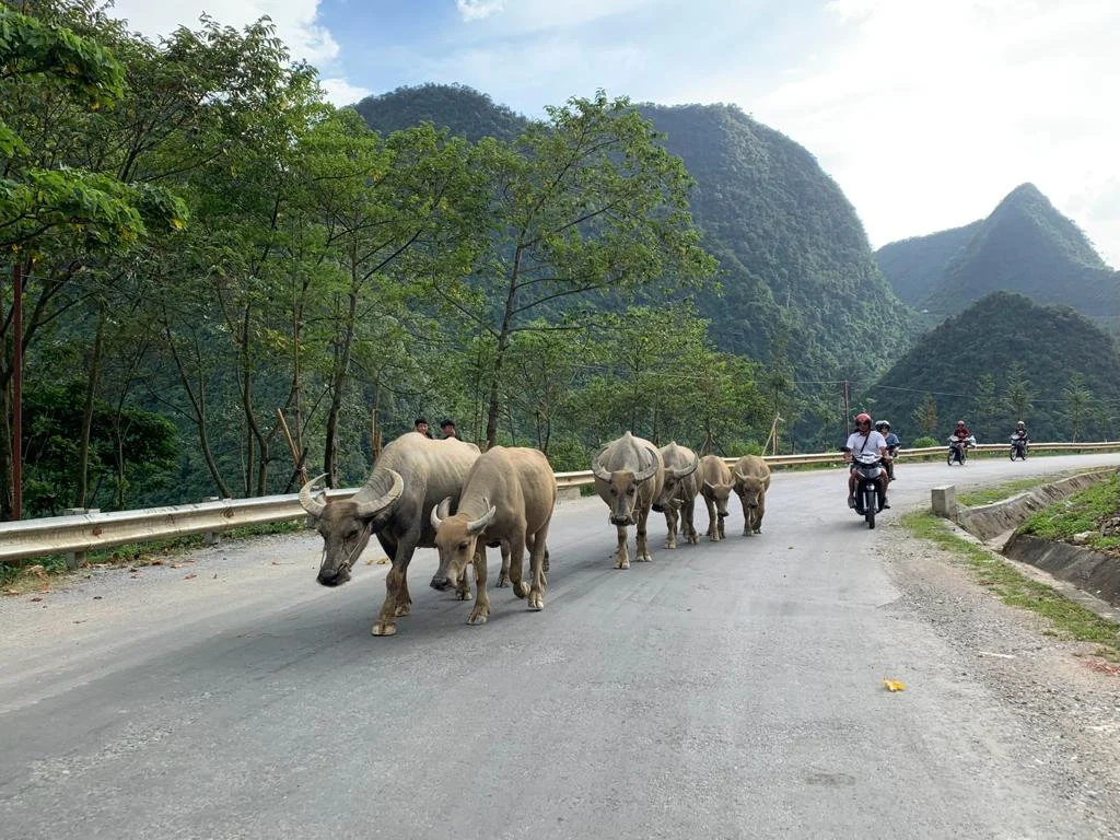 Is the Ha Giang Loop Dangerous for First-Time Riders?