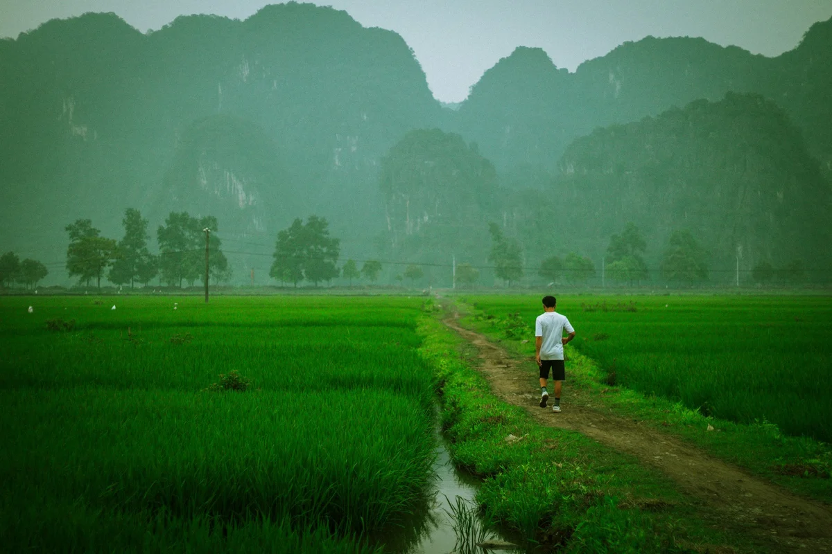 Man walking through green rice fields in Ninh Binh
