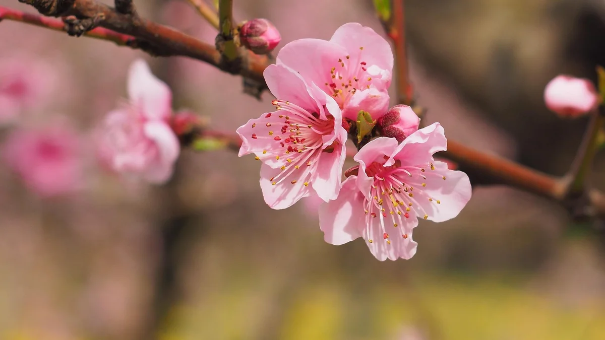 Cherry blossoms on the Ha Giang Loop in North Vietnam