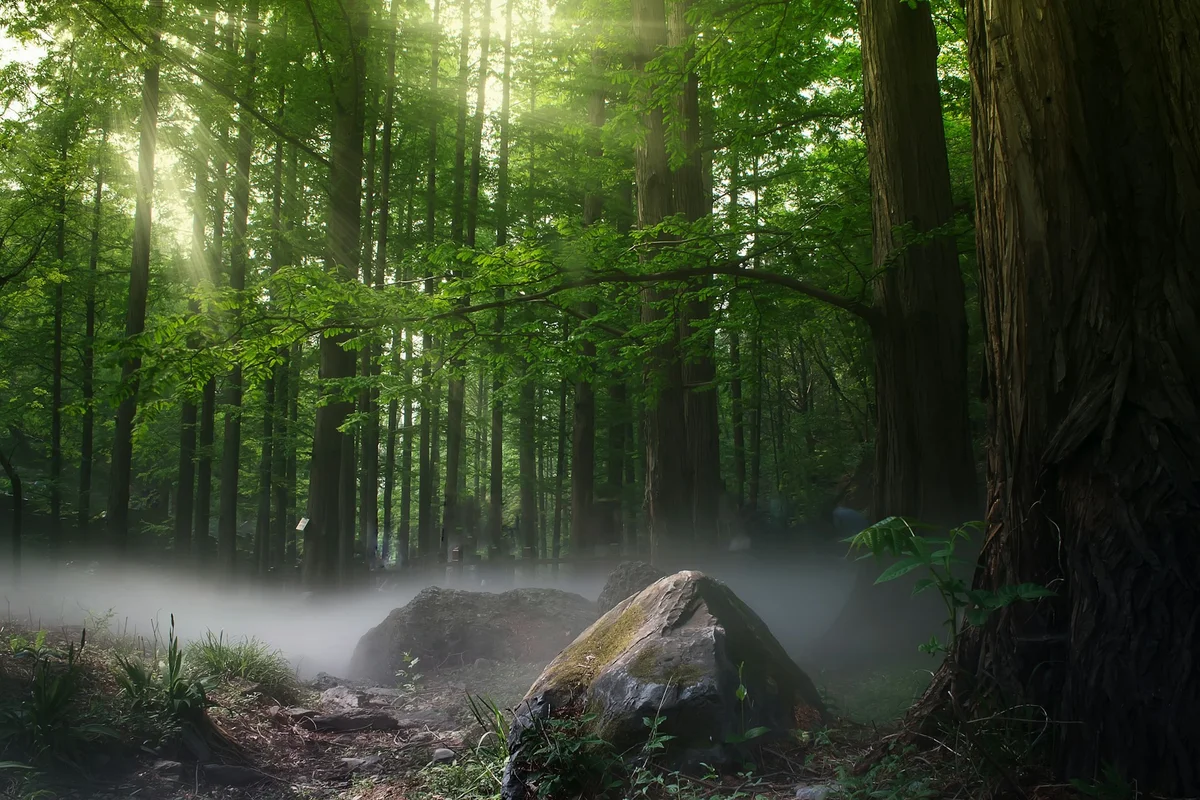 Bamboo forest filled with mist