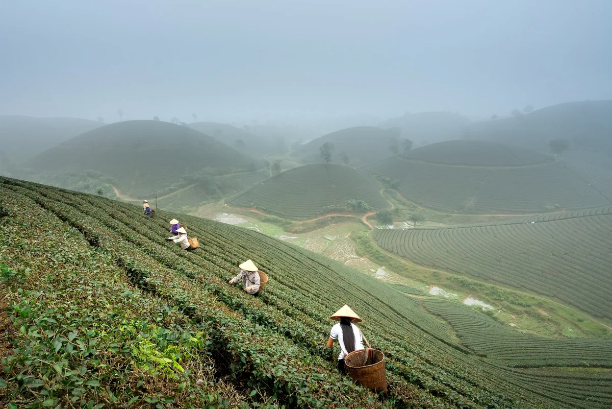 Villagers working on the Ha Giang Loop Tea Plantations