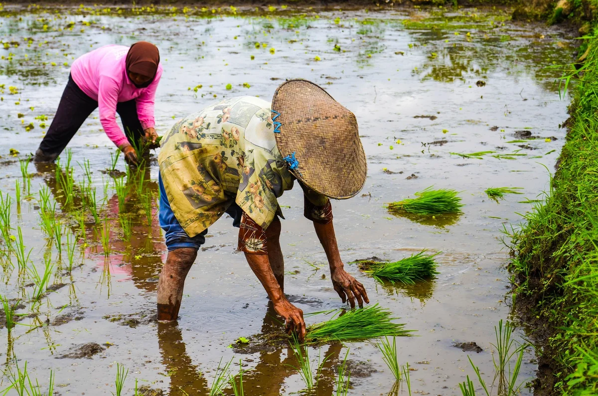 Two farmers plant rice in a muddy field. One wears a floral shirt and straw hat, the other a pink jacket. Green seedlings surround them.