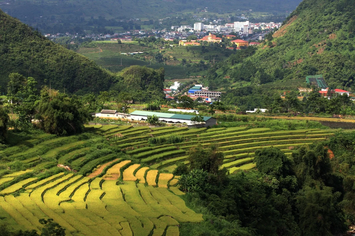 Rice terraces
