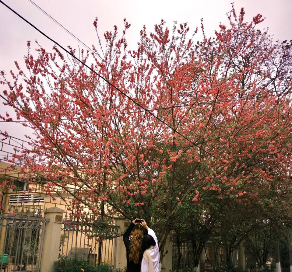Cherry blossoms on the Ha Giang Loop in North Vietnam