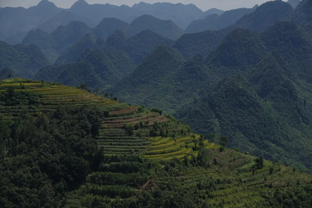 Terraced rice fields in the northern regions of vietnam