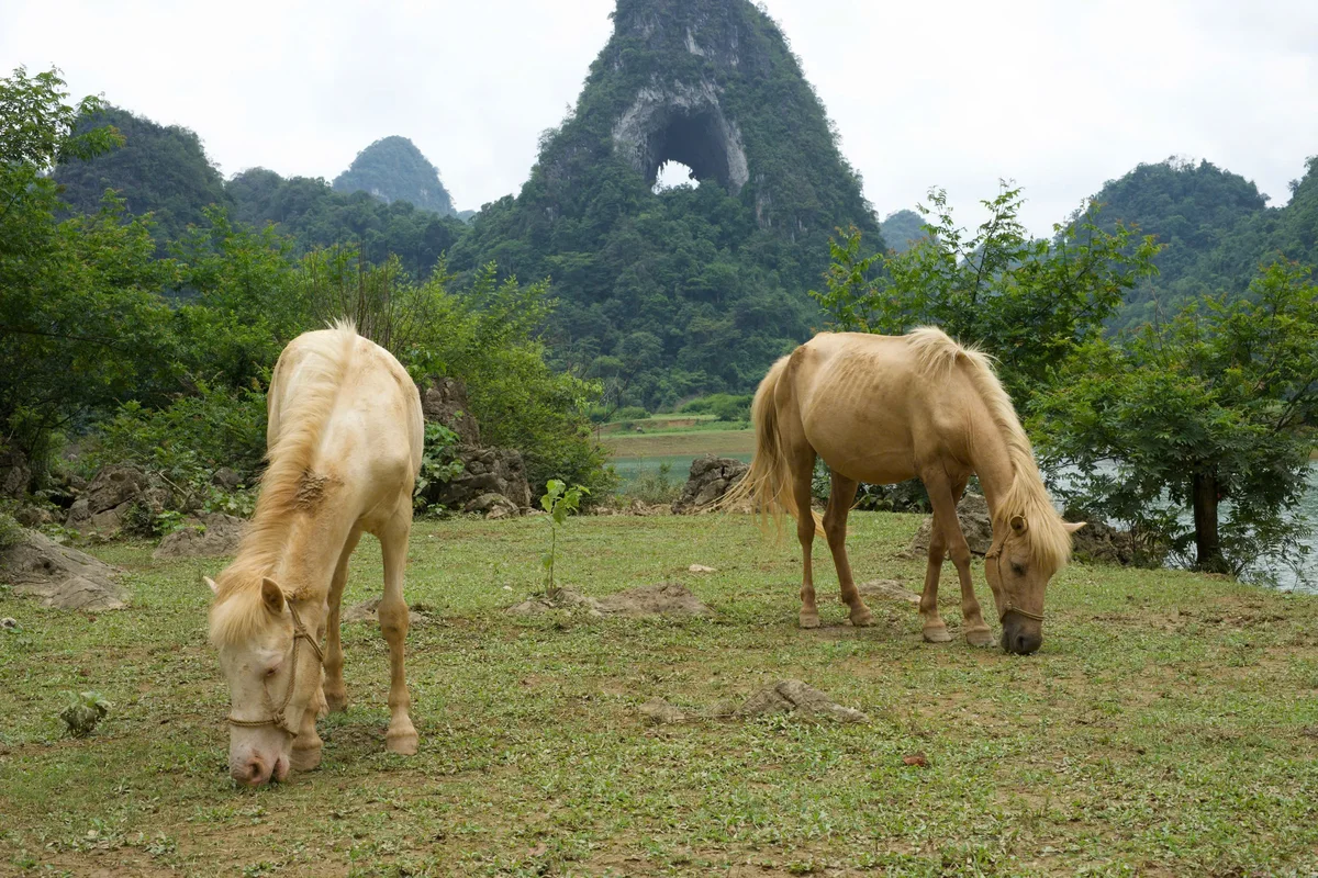 Two yellow-coloured ponies stand grazing in front of a mountain with a hole in the middle