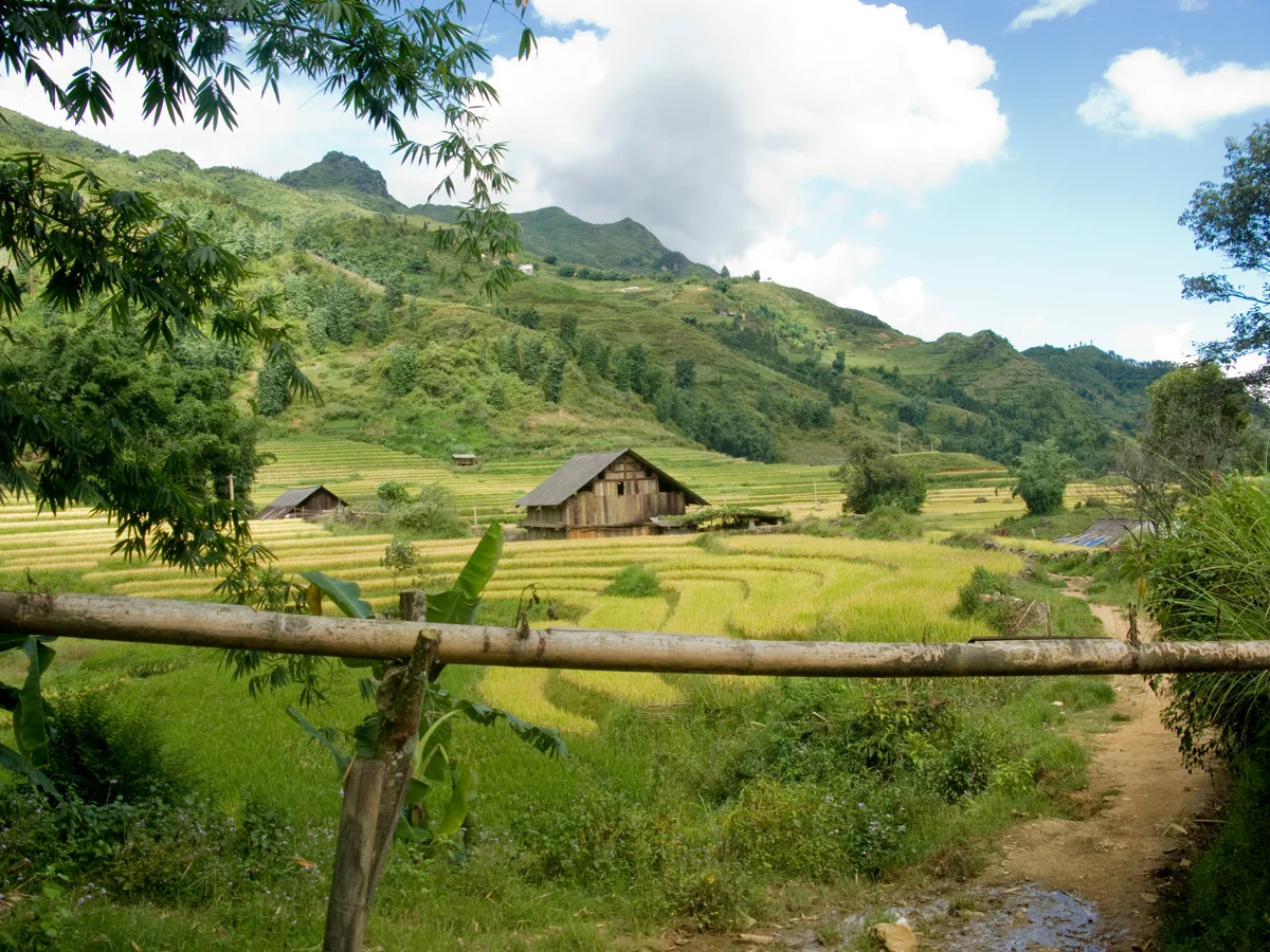 Little house in the middle of rice fields with trees around